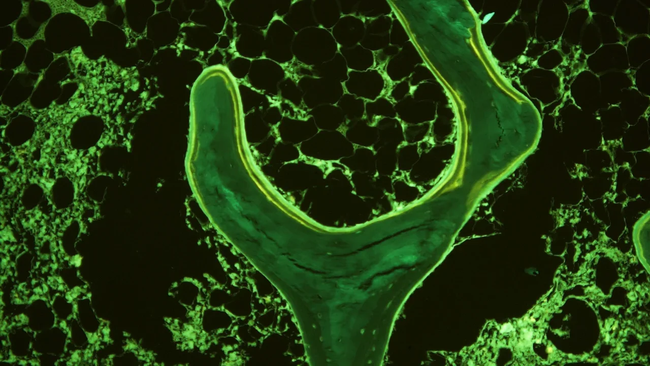 Microscopic view of green plant tissue with clustered circular cell structures.