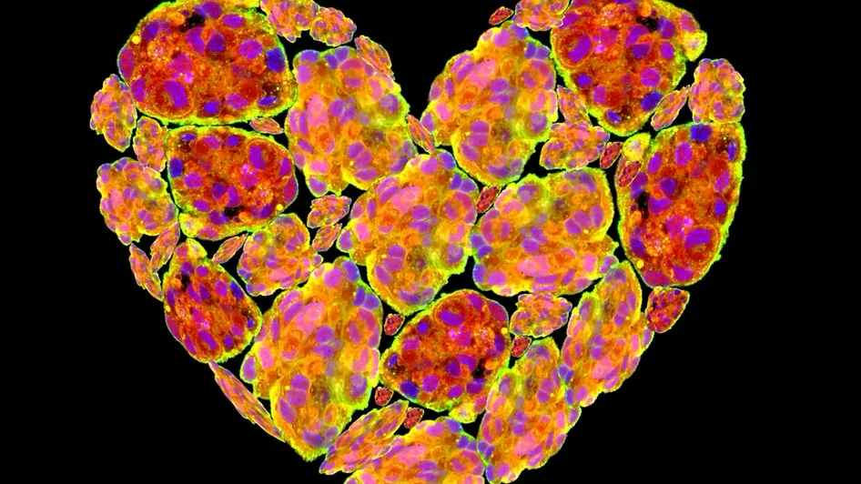 Microscopic image of Cardiac Fibroblasts