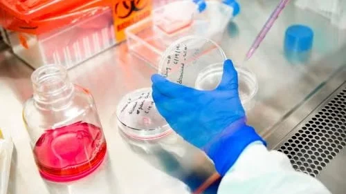 Gloved hand handling petri dish in lab with pipette, culture media, and biohazard container.