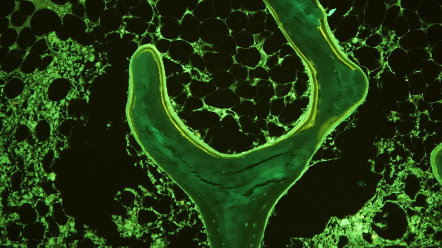 Microscopic view of green plant tissue with clustered circular cell structures.