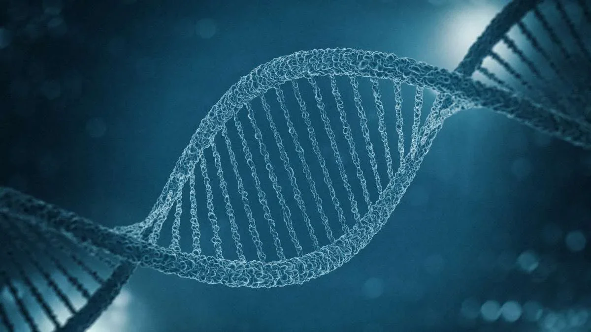 DNA model