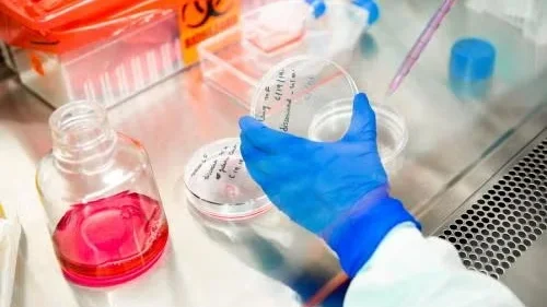 Gloved hand handling petri dish in lab with pipette, culture media, and biohazard container.