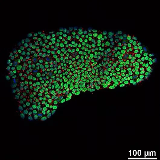 Microscopic image of stem cells
