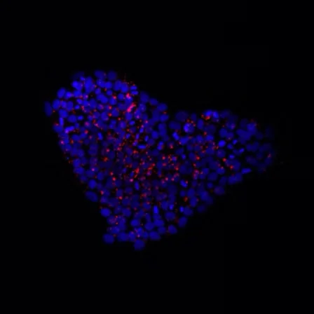 Microscopic image of stem cells