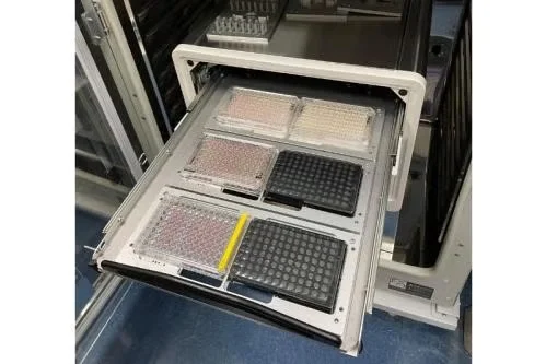 IncuCyte SX5 (live-cell analysis)