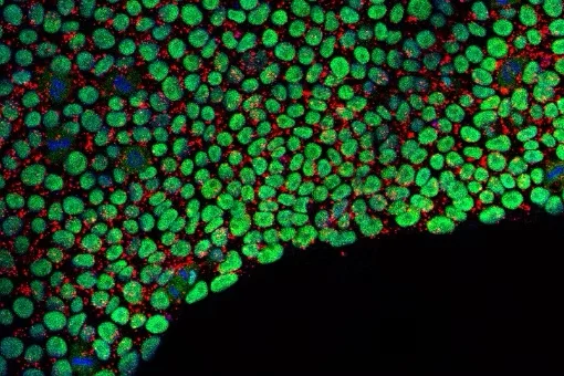 Microscopic image of stem cells