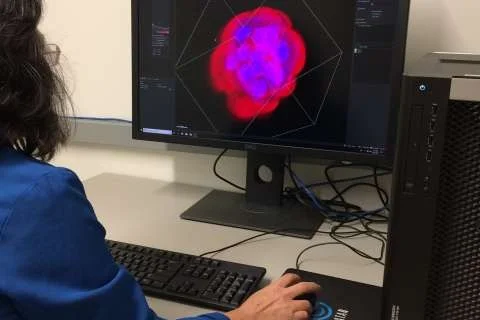 Researcher analyzing a 3D fluorescent image of a cell or embryo using visualization software on a desktop computer.