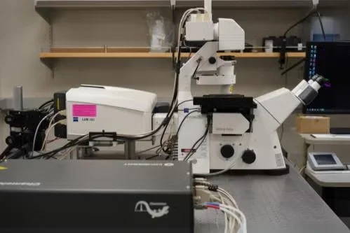 Zeiss LSM 880 Confocal with 2-photon