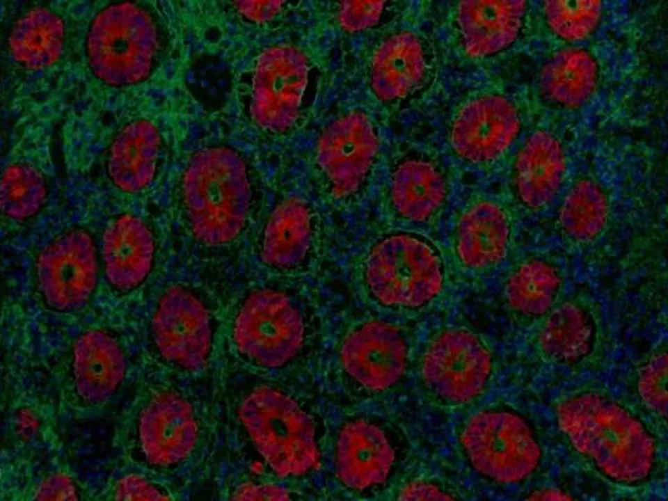 Cells under microscope