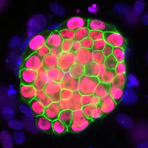 Microscopic image of stem cells